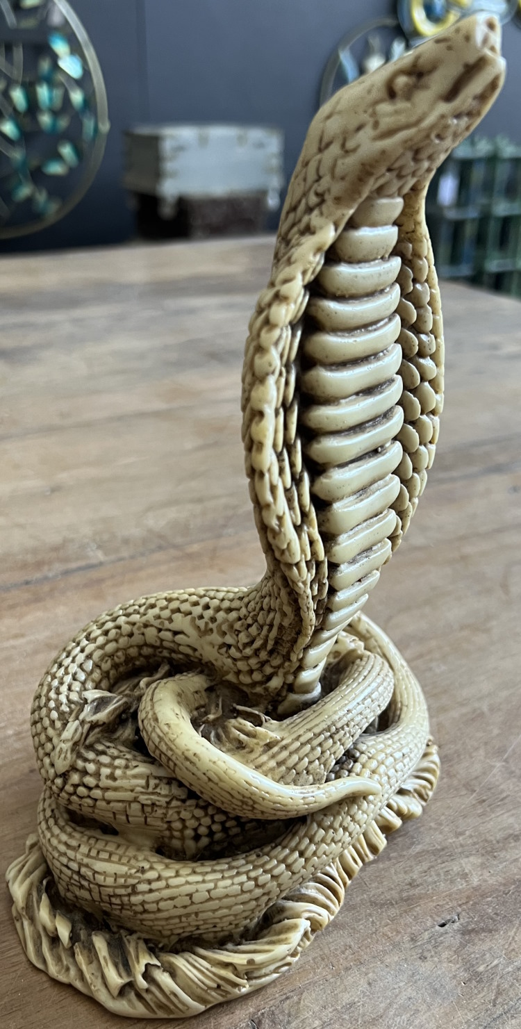 Cobra royal 22cm